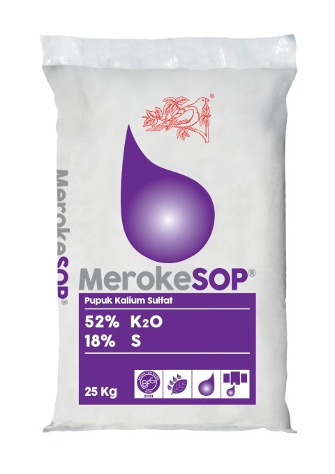 MEROKE SOP